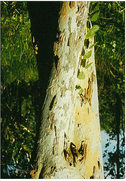 Australien 1998 D2470_s.jpg